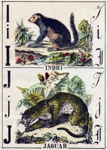 Buchstabe I Indri (Lemur); J Jaguar. Gravur in „Alphabet der wilden Tiere“. 9. Serie. Bildersammlung von Epinal, Pellerin, Drucker-Verleger, um 1870. Holzschnitte, schabloniert. 16 Seiten. Dim: 20 x 15 cm. Private Sammlung