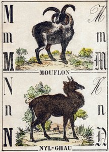 Buchstabe M Mouflon; N Nyl-ghau (Nyl ghau). Gravur in „Alphabet der wilden Tiere“. 9. Serie. Bildsprache von Epinal, Pellerin, Drucker-Verleger, um 1870. Holzschnitte, schabloniert. 16 Seiten. Private Sammlung