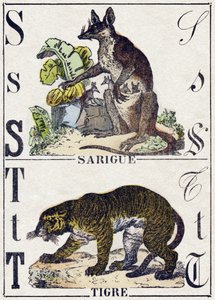 Buchstabe S Sarigue (Opossum); T Tiger. Gravur in „Alphabet der wilden Tiere“. 9. Serie. Bildsprache von Epinal, Pellerin, Drucker-Verleger, um 1870. Holzschnitte, schabloniert. 16 Seiten. Private Sammlung von French School