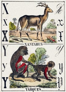 Buchstabe X Xantarus; Y Yarques. Gravur in "Alphabet des animaux sauvages". 9. Serie. Bilder von Epinal, Pellerin, Drucker-Verleger, um 1870. Holzschnitte, schabloniert. 16 Seiten. Dim: 20 x 15 cm. Private Sammlung.