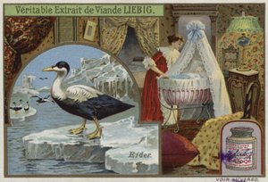 Liebig-Karte mit einer Eiderente von French School