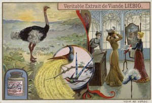 Liebig-Karte mit Bildern von Vögeln