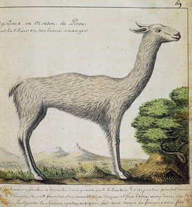 Lama, Peru, aus dem Logbuch von Jacques Gouin de Beauchesne