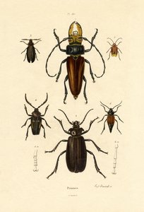 Bockkäfer