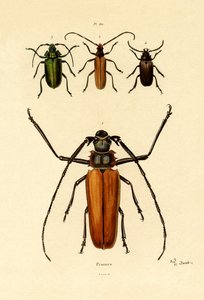 Langhornkäfer