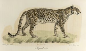 Leopard, Männchen, aus Histoire Naturelle des Mammifères von French School