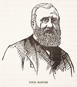 Louis Ranvier von French School