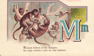 M: Makaken in ihrer Menagerie, diese Affen zeigen ihre wahre List