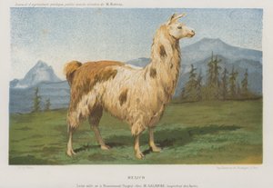Männliches Lama geboren in Remiremont (Vosges), Frankreich von French School