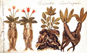 Alraune, Ingwer, Luna Campana von French School