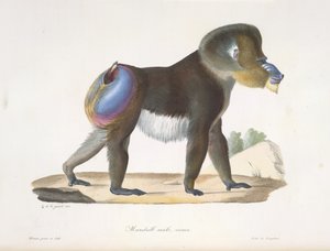 Alter Mandrill-Pavian, aus Histoire Naturelle des Mammifères von French School
