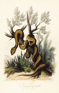 Martinique-Grubenotter, Bothrops lanceolatus