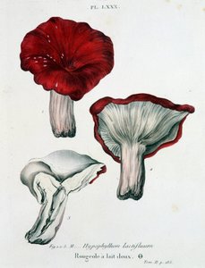 Milchflecken - in „Traité des champignons“ von Jean Jacques Paulet, Ende des 18. Jahrhunderts
