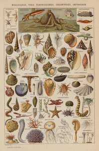 Weichtiere, Würmer, Stachelhäuter, Hohltierchen, Infusorien (Farblithografie) von French School
