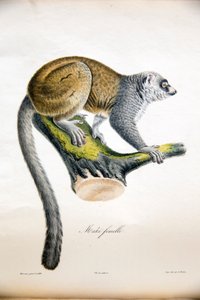 Mungo-Maki, aus Histoire Naturelle des Mammifères, mit Originalfiguren, von Étienne Geoffroy Saint-Hilaire & Frédéric Cuvier, 1824-42