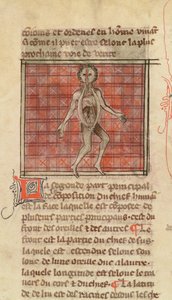 Anatomische Figur, aus La Chirurgie de Maitre Henri de Mondeville