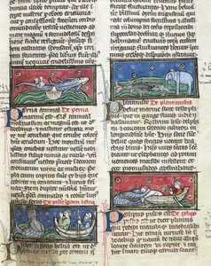 Ms 320 Fol.116 Seemonster, aus 