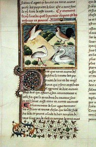 Ms 399 Die Eigenschaften der Vögel, aus Livre des Proprietes des Choses von Barthelemy l