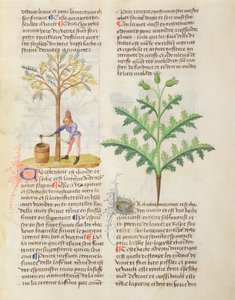 Ms. De Diversis Herbis von Dioscorides, fol.165r Gewinnung von Terpentin von French School