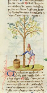 Ms Est 28 M.5.9 fol.165r Sammeln von Terpentin, aus Grand Herbier von Pedanius Dioscorides (ca. 40-90 n. Chr.)