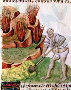 Auf der Suche nach Schwefel, aus Dioscorides De Herbis