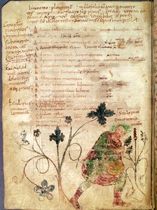 Aesculapius entdeckt Betonie, aus einem Manuskript von Antonius Musa
