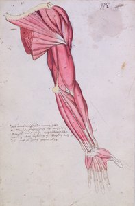 Muskulatur des Arms und der Schulter, 1634 (Feder & Tinte und Aquarell auf Papier)
