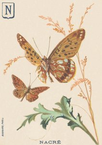 N: Perlmutterfalter (Fabriciana adippe oder Großer Perlmutterfalter)