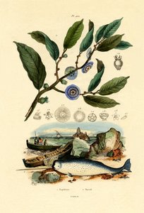 Napoleons Hut von French School