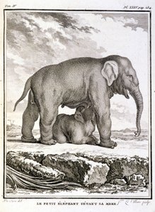 Naturgeschichtstafel: Der kleine Elefant neckt ihre Mutter - in „Naturgeschichte, allgemein und besonders“ von Buffon von French School