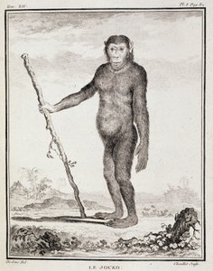Naturgeschichtstafel: Der Jocko - in „Naturgeschichte, allgemein und besonders“ von Buffon von French School