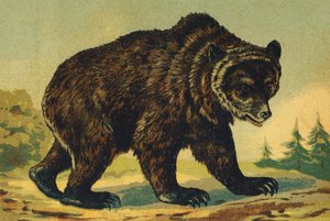 O wie Bär