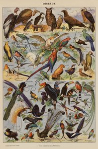 Vögel (Farblithographie) von French School