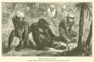 Orang-Utan und Mias von French School