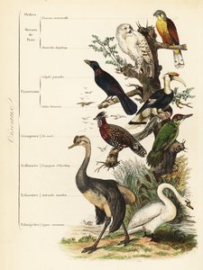 Ordnungen der Vögel: Turmfalke, Falco tinnunculus, gefährdete Schneeeule, Bubo scandiacus, Glanzstar, Lamprotornis chalybaeus, Doppelhornvogel, Buceros bicornis, Grünspecht, Picus viridis, Westlicher Tragopan, Tragopan melanocephalus