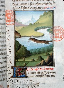 Otter fängt einen Fisch, aus dem Livre de la Chasse von Gaston Phebus de Foix