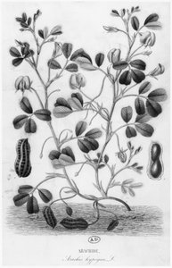 Erdnuss (Arachis hypogaea) von French School