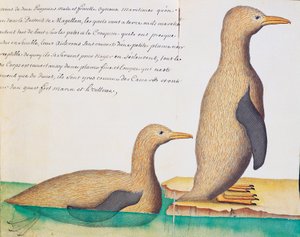 Pinguine, Magellanstraße, Aquarell aus dem Logbuch von Jacques Gouin de Beauchesne, Kapitän der Compagnie royale de la Mer du Sud, von 1698 bis 1701, Frankreich