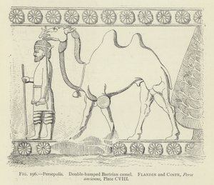 Persepolis, Doppelhöckriges Baktrisches Kamel