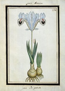Persische Iris, ca. 1700 von French School