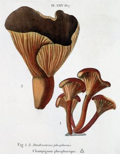 Phosphorischer Pilz in Jean Jacques Paulet „Traité des champignons“, Ende des 18. Jahrhunderts