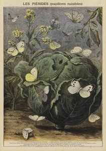 Pieridae (schädliche Schmetterlinge)