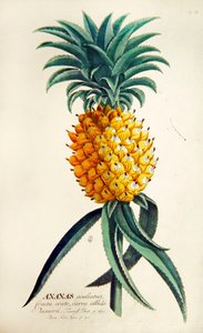Ananas (farbiger Stich)