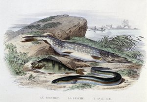 Fische: Der Hecht, der Barsch, der Aal - in „Histoire Naturelle“ von Lacépède, Hrsg. Furne, Paris von French School