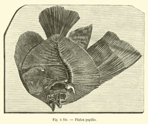 Platax papilio von French School