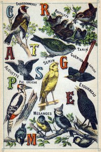 Tafel 1: Stieglitz, Goldhähnchen, Zeisig, Lerche, Girlitz, Bienenfresser, Specht, Star, Meisen. Gravur in "Syllabary alphabet of birds". Serie A. Pellerin et Cie, Drucker-Verleger, Epinal, Ende des 19. Jahrhunderts. Chromolithographien. Kleines 8-seitiges  von French School