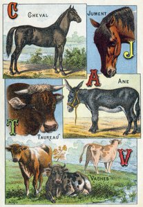 Tafel 1: Pferd, Stute, Stier, Esel, Kühe. Gravur in "Syllabary alphabet of domestic animals and farmyard". Serie A. Pellerin et Cie, Drucker-Verleger, Epinal, Ende des 19. Jahrhunderts. Chromolithographien. Dim: 19,5 x 13,5 cm von French School