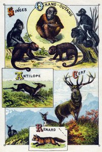 Tafel 1: Affen, Orang-Utan, Antilope, Hirsch, Fuchs. Gravur in "Silbenalphabet der wilden Tiere". Serie A. Pellerin et Cie, Drucker-Verleger, Epinal, Ende des 19. Jahrhunderts von French School