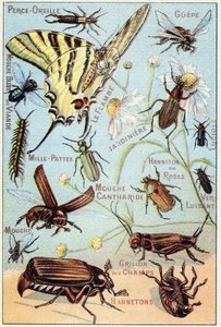 Tafel 2: Ohrlochstechen, Gupe, Blaue Fleischfliege, Flambe, Gärtner, Tausendfüßler, Glühwürmchen, Rosen-Channeton, Glanzwurm, Fliege, Feldgrille, Chablets von French School