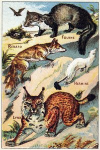 Tafel 2: Fuchs, Schnüffler, Hermelin, Luchs. Gravur in "Syllabary alphabet all kinds of beets"